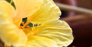 how to grow nasturtium