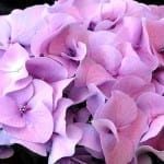 Flower Spotlight: Heavenly Hydrangeas Steal the Show!