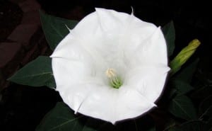 how to grow moonflowers
