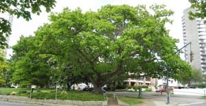best shade trees