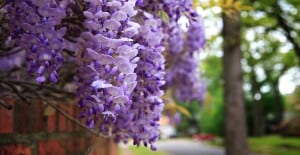 growing wisteria