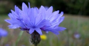 blue cornflower