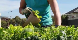 DIY garden tools