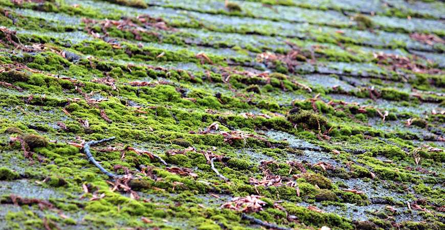 moss growing on roof