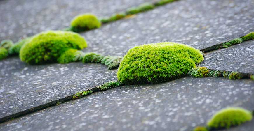 best moss cleaner