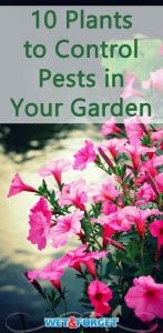 Keep pests out of your garden with these pest repelling plants!