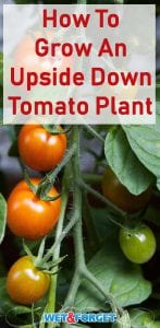 Grow tomatoes upside down with this nifty planter idea!