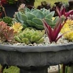 Check out these 4 Easy Steps to Creating a Beautiful Container Garden