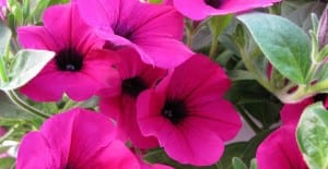 natural pest repellents