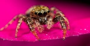 keeping spiders away