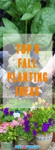 There are many plants that are ideal to plant in the fall. Boost your garden this fall with these planting ideas!