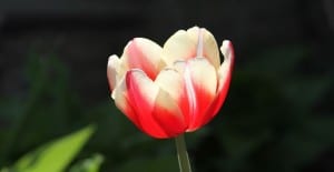 fall planting ideas