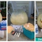 2015 Wet & Forget Pumpkin Preservation Challenge Roundup