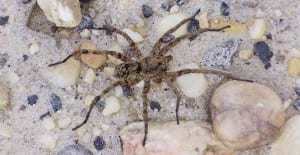 best spider killer