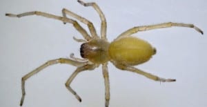 common house spiders
