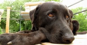 black lab on deck