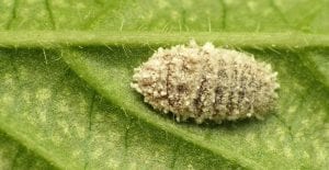common houseplant pests