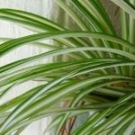 Top Tips for Taking Care of your Spider Plant