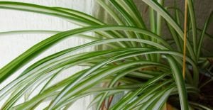 taking care of spider plants