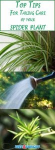 Taking care of a spider plant is very easy! Use our simple guidelines to help your spider plant thrive.