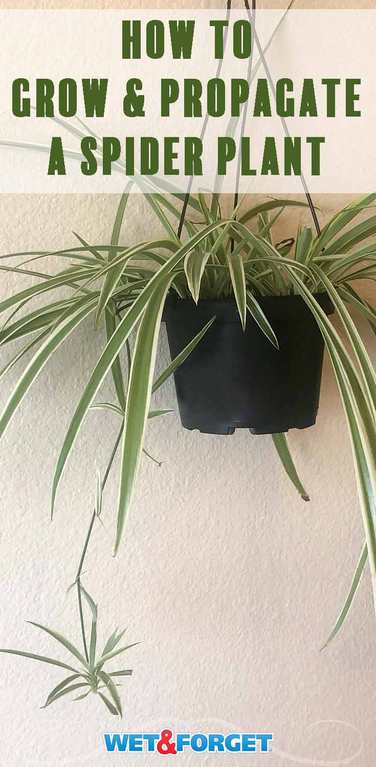 Discover the top tips for taking care of a spider plant. Bonus! Learn how to propagate a spider plant too. 