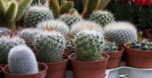 Indoor Cactus