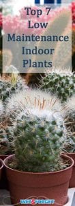 These indoor plants are almost too easy to take care! Additionally, they also make great gifts for friends and family.