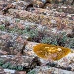 How to Remove Lichen From Roof Tiles and Outdoor Surfaces