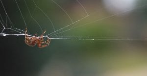 american house spider crawling upside down