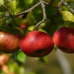 8 Simple Apple Picking Tips