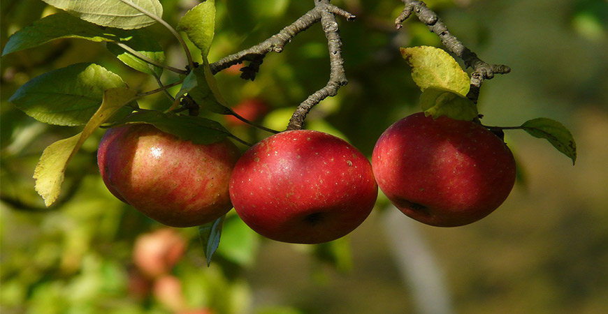 apples growing on branch