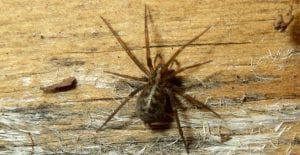 domestic house spider on wood wall