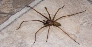hobo spider sprawled out