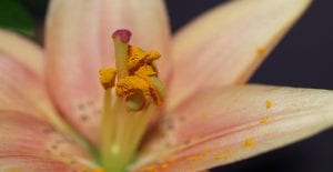 how to prevent pollen in home