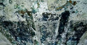 Penicillium coating a wall