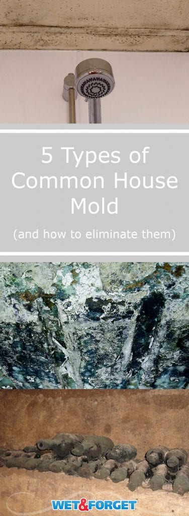 5 Types of Common House Mold | Life's Dirty. Clean Easy. : A astonishing picture capturing an gorgeous landscape. The tones are just vibrant and combination perfectly. The arrangement looks wonderful, and the details are also extremely defined.