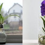 Indoor Water Garden: the How-to Guide to Decorating with Horticulture