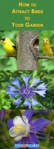 Attracting birds to your garden is so easy! Our guide explains which flowers and accessories can attract more birds to your garden.