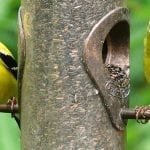 Attract Birds to Your Garden with a Few Easy Additions