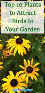 Birds will flock to your garden by adding these beautiful trees and flowers to your backyard.