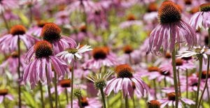 Planting purple coneflower in your garden is the perfect way to attract new birds.