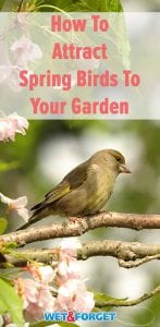 Discover which flowers attract spring birds to your garden with our helpful guide!