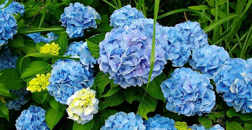 hortensior är den enda blomman som kan ändra färger medan den växer på grund av trädgårdstekniker.