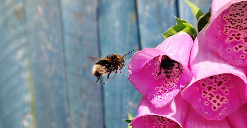 There are many flowers you can plant that appeal to bees.