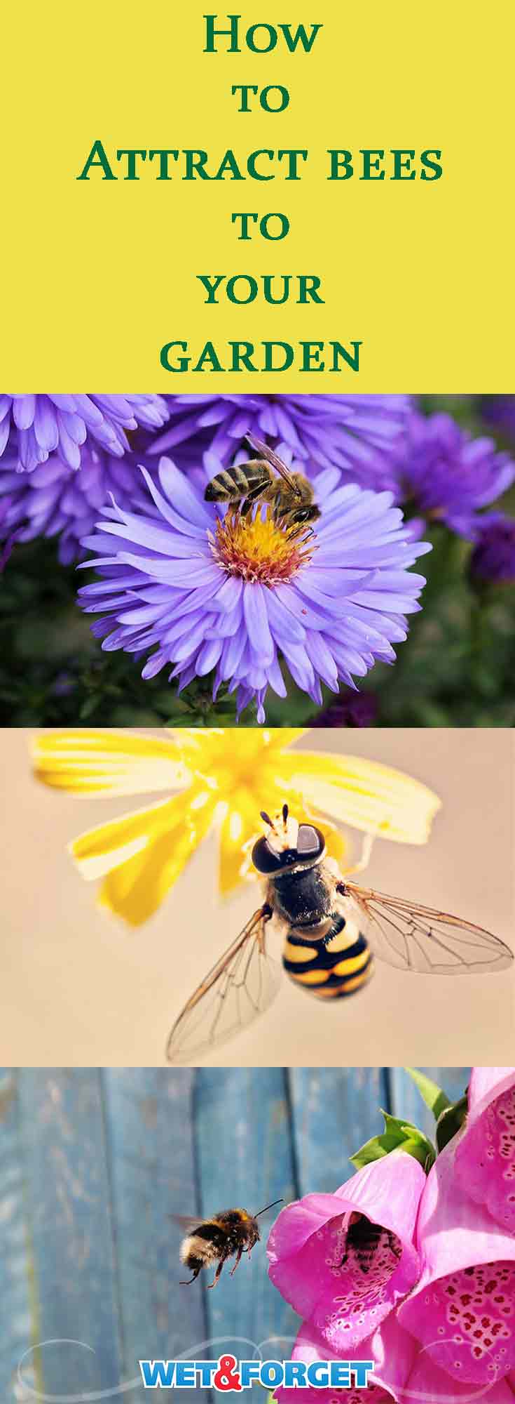 How to Attract Bees: An Easy Guide to a Bountiful Garden | Life's Dirty ...