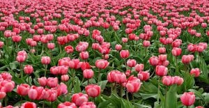Tulips are often modified to have different colors and patterns.