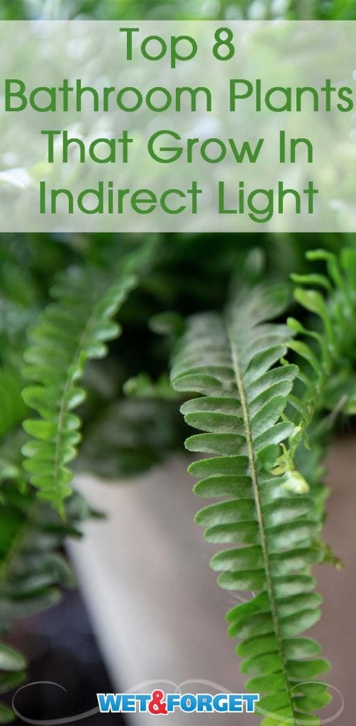 Bathroom Plants That Thrive, With or Without Sunlight Life's Dirty