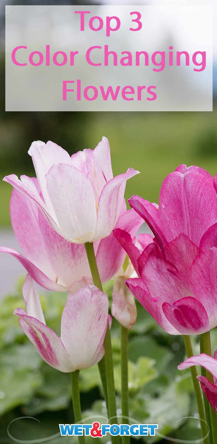 dessa unika färgskiftande blommor kommer att göra ett vackert tillskott till din trädgård!
