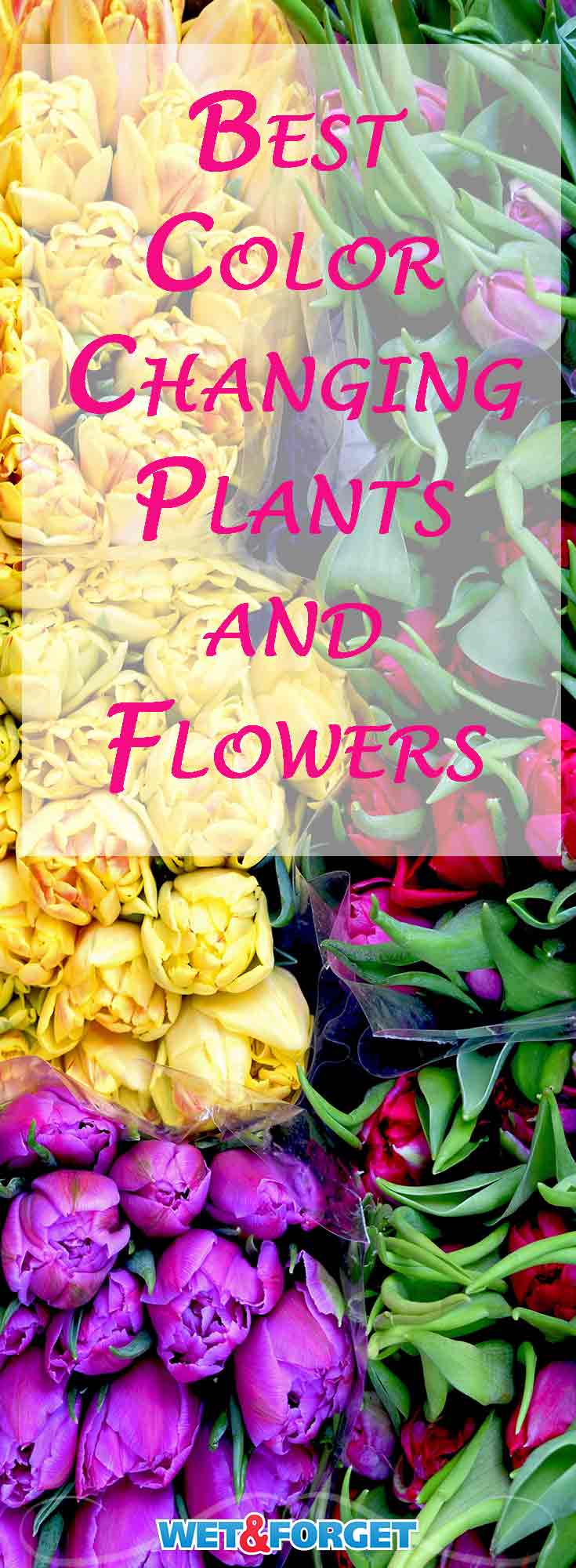 färgskiftande växter och blommor lägger till en ny typ av skönhet i din trädgård. Många växter kan ändra färger över tid där andra blommor kommer att ändra färger på grund av olika genetiska modifieringar och odlingsförhållanden. Lägg till de bästa färgförändrande växterna och blommorna i din trädgård för att skapa en vacker skärm.