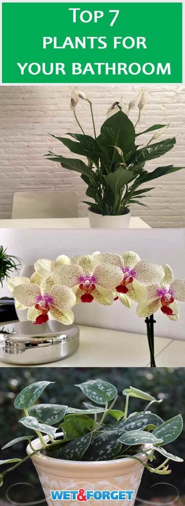 Bathroom Plants That Thrive, With or Without Sunlight | Life's Dirty ...